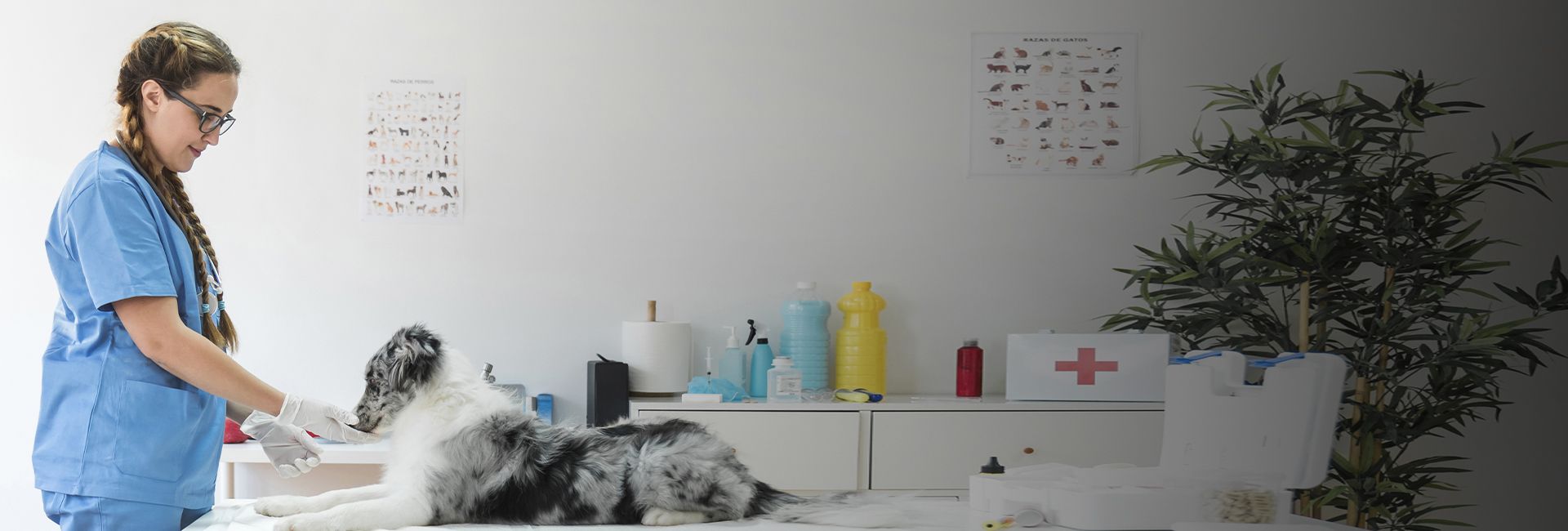 dog & cat blood test Delhi, Ghaziabad, Meerut NCR